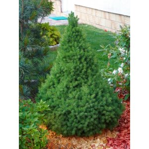 Smrek biely (Picea glauca) ´CONICA´ – výška 25-35 cm, kont. C2L